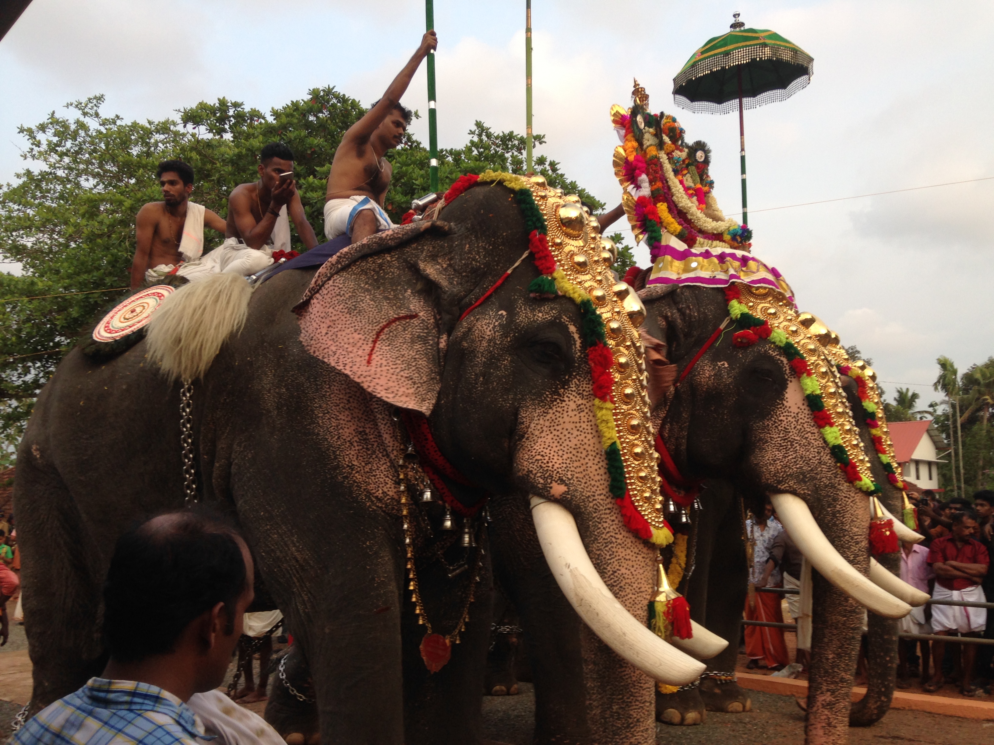 Das große Elefantenfest